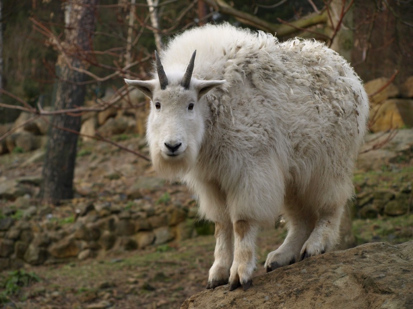 Zoo Děčín